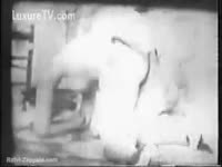 Black and white vintage clip of zoophilia